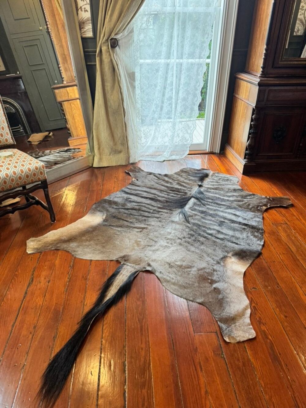 Wildebeest Blue Male Authentic South African Hide Rug With Tail
